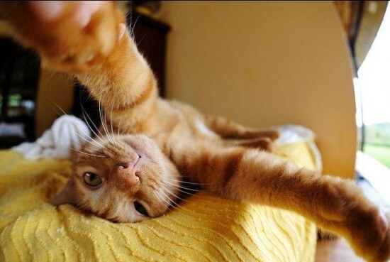 tu gato se hara sus propios selfies